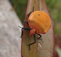 PA260046a.jpg